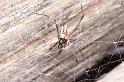 Latrodectus_hasselti_D3643_Z_85_Hamelin pool_Australie